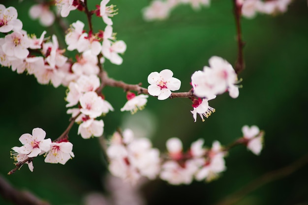 I fiori di ciliegio che fioriscono all'aperto