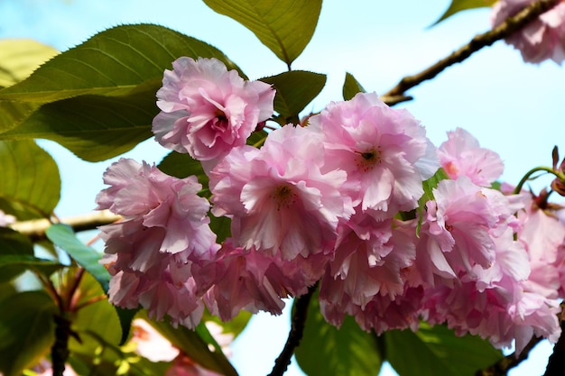 I fiori di ciliegio giapponese rosa si chiudono in su