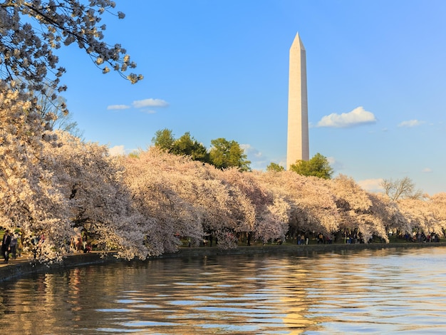 I fiori di ciliegio incorniciano il monumento di Washington a Washington DC durante il Cherry Blossom Festival