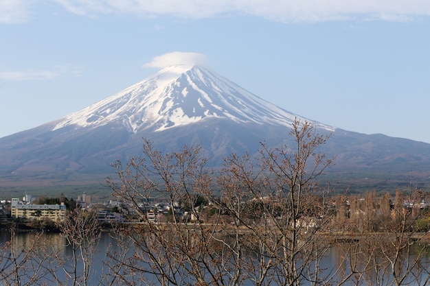 I fiori di ciliegio non fioriscono e la vista del Monte Fuji.