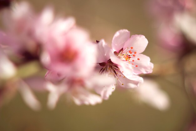 I fiori di ciliegio rosa si chiudono in modo morbido nel giardino primaverile