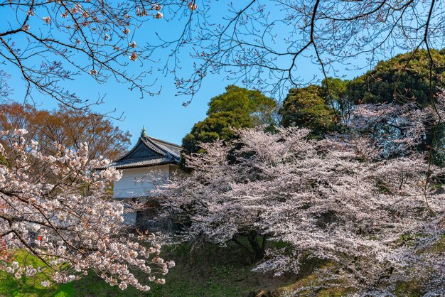 I fiori di ciliegio sbocciano in piena stagione primaverile intorno al parco Chidorigafuchi di Tokyo