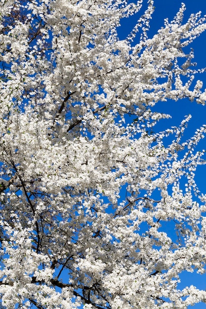 I fiori di ciliegio sono completamente ricoperti di fiori bianchi durante la fioritura primaverile