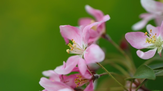 i fiori di ciliegio sono in piena fioritura di grande formato con copia spazio per il testo