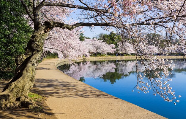 I fiori di ciliegio sovrastano il bacino di marea a Washington DC durante il Cherry Blossom Festival