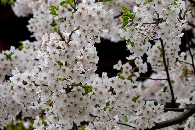 I fiori di ciliegio stanno sbocciando