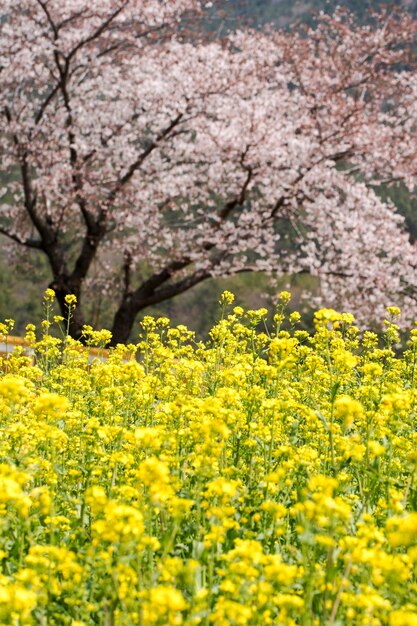 I fiori di colza sul campo sbocciano in primavera