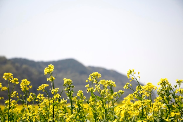 I fiori di colza sul campo sbocciano in primavera