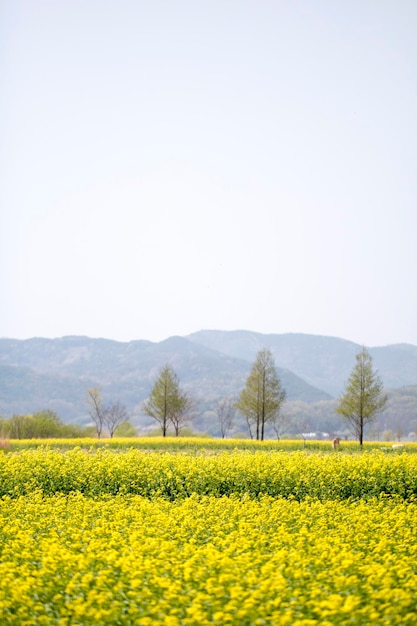 I fiori di colza sul campo sbocciano in primavera