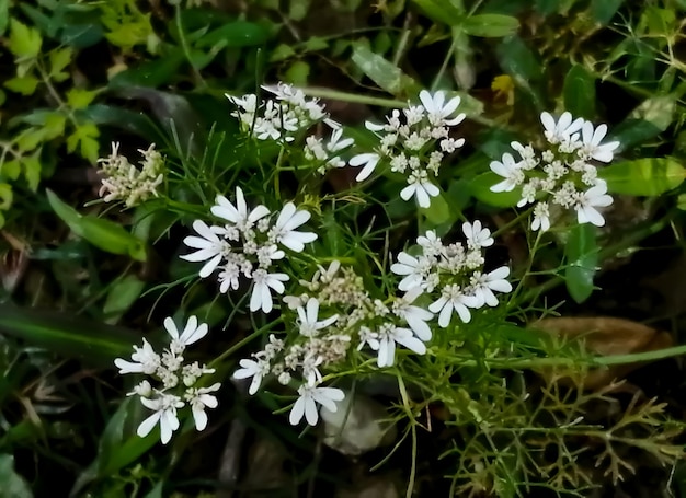 I fiori di coriandolo sbocciano sulla pianta e produrranno semi di coriandolo