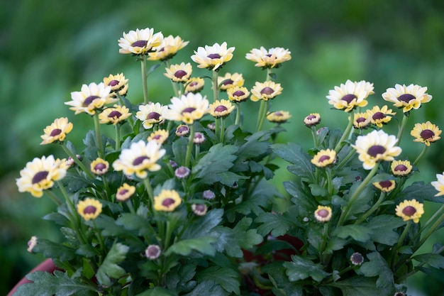 I fiori di crisantemo sbocciano con piccoli boccioli gialli in giardino