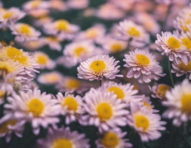 I fiori di crisantemo