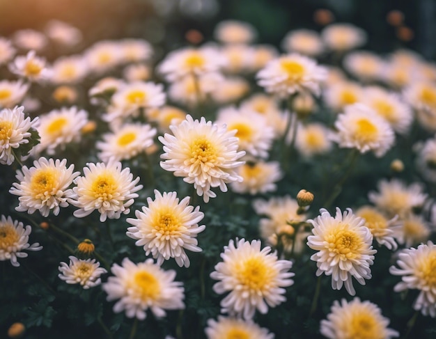 I fiori di crisantemo