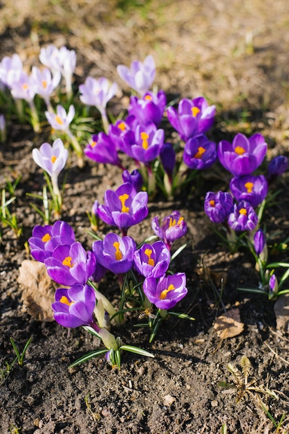 I fiori di croco primaverili sbocciano nel giardino