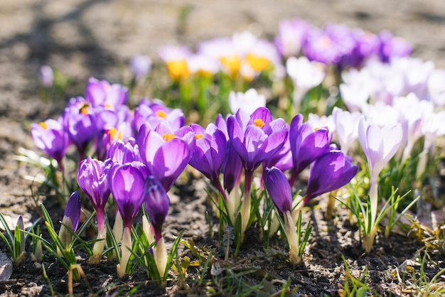 I fiori di croco primaverili sbocciano nel giardino