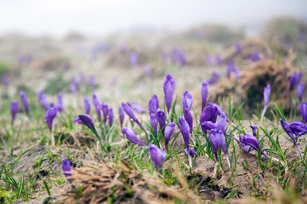 I fiori di croco selvatico sbocciano in un prato in montagna in primavera