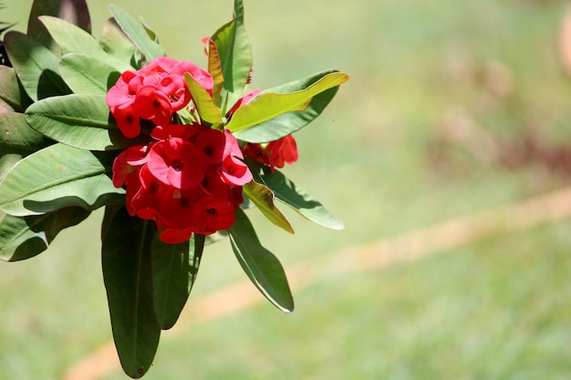 I fiori di Euphorbia Milii