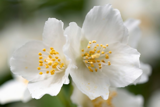 I fiori di gelsomino si chiudono