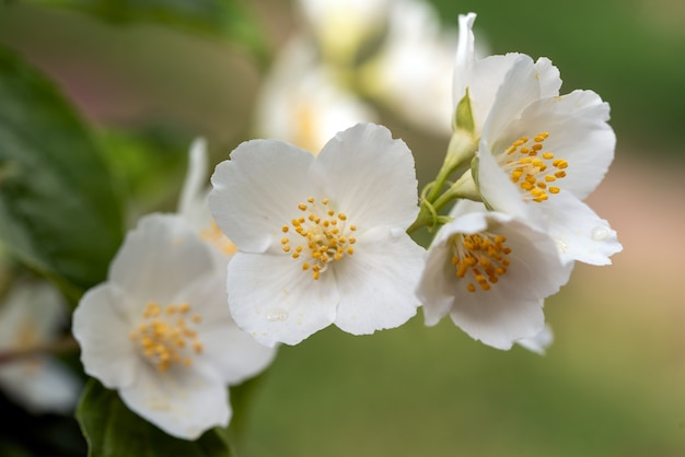 I fiori di gelsomino si chiudono