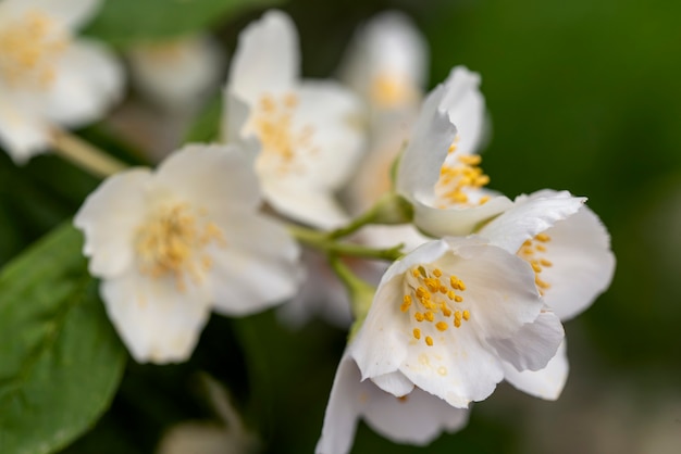 I fiori di gelsomino si chiudono