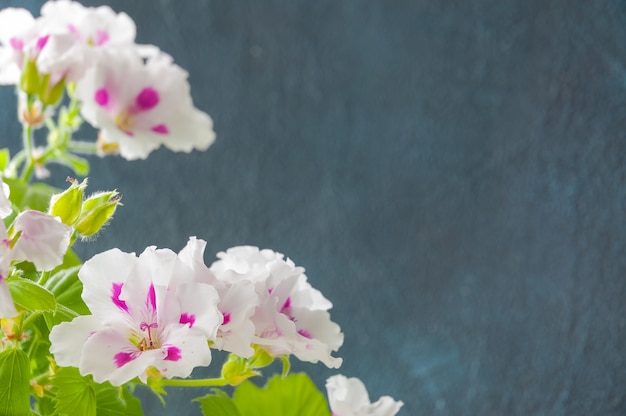 I fiori di geranio reale bianco su sfondo grigio. copispazio