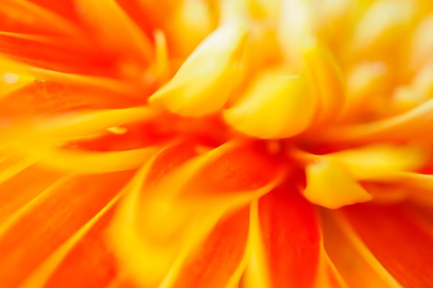 I fiori di gerbera arancione si chiudono su sfondo astratto