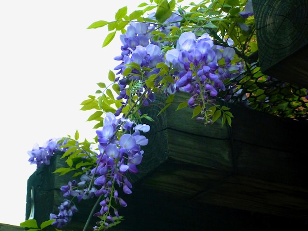 I fiori di glicine del traliccio del giardino di primavera sbocciano