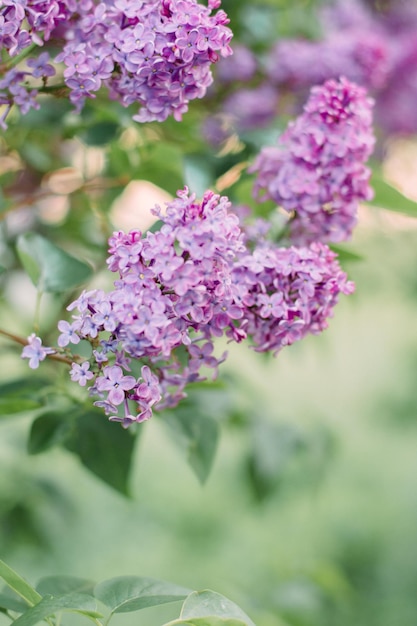 I fiori di lilac sono di colore viola