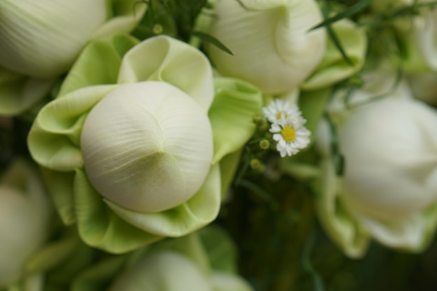 I fiori di loto bianchi sono usati per adorare il Signore Buddha