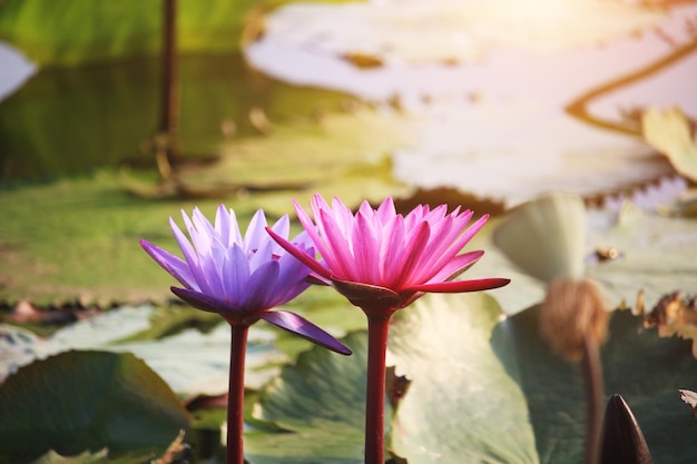 I fiori di loto rosa e viola sbocciano al tramonto