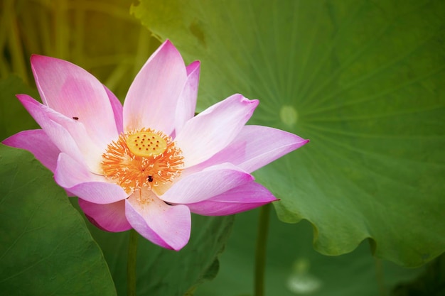 I fiori di loto rosa stanno fiorendo