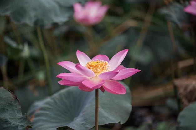 I fiori di loto rosa stanno fiorendo