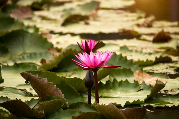 I fiori di loto rosa stanno sbocciando con il tramonto