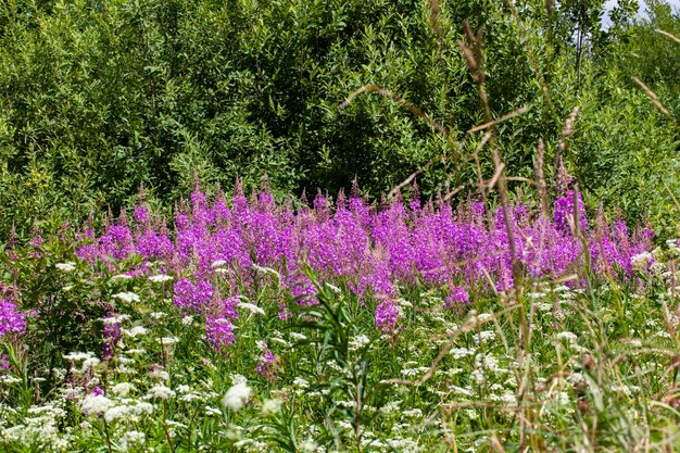 I fiori di lupino in primavera o in estate si chiudono