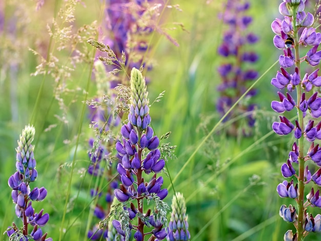 I fiori di lupino sbocciano nel campo.