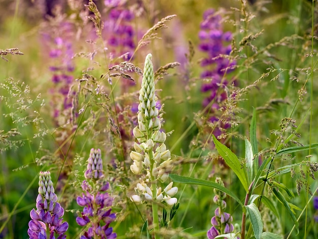 I fiori di lupino sbocciano nel campo.