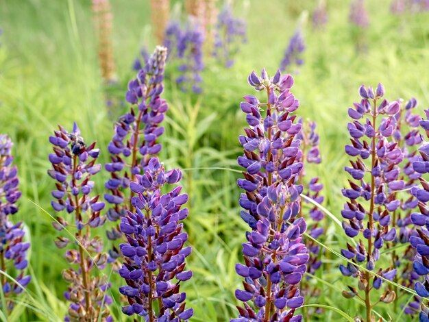 I fiori di lupino sbocciano nel campo.