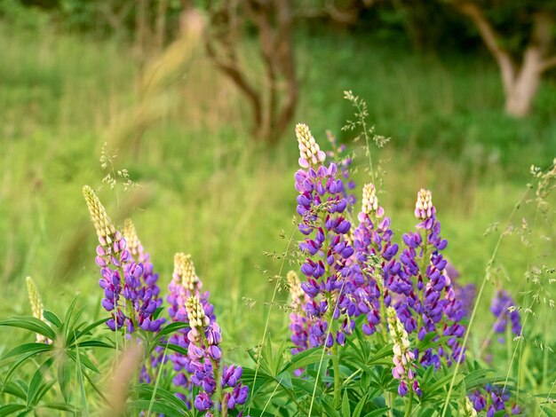 I fiori di lupino sbocciano nel campo.