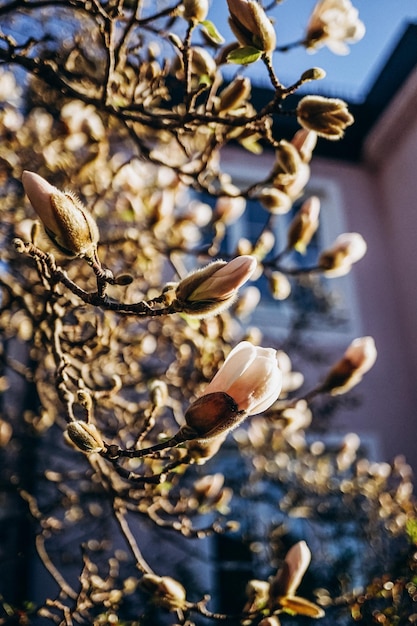 I fiori di magnolia sbocciano