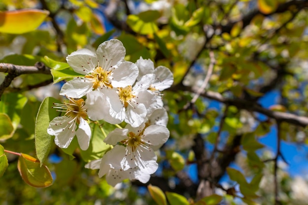 I fiori di melo bianco sono spettacolari al momento della fioritura