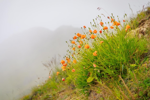 I fiori di papavero selvaggio arancione crescono nelle montagne Nebbia