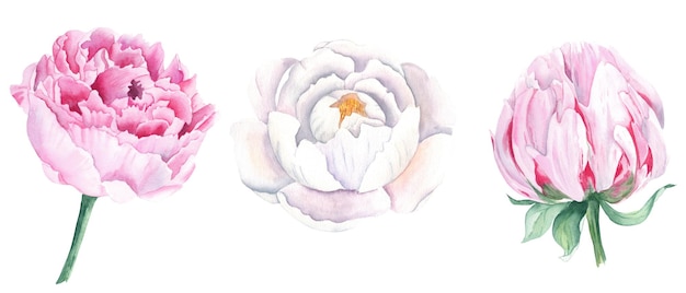 I fiori di peonia dell'acquerello bianco e rosa hanno messo l'illustrazione botanica disegnata a mano isolata su bianco