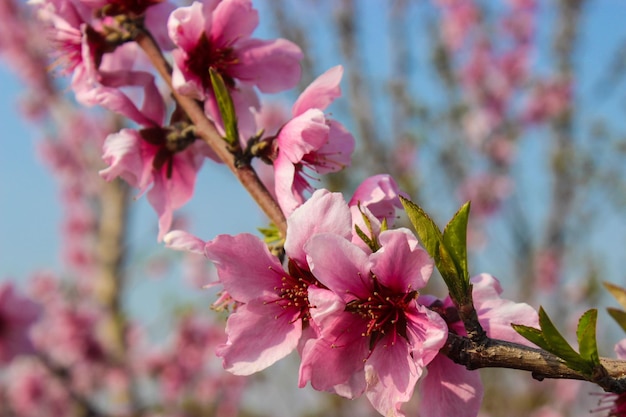 I fiori di pesco sembrano molto belli