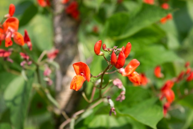 I fiori di pisello si chiudono sul fuoco selezionato di sfondo sfocato verde brillante