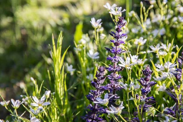 I fiori di prato in un prato soleggiato sbocciano con bellissimi fiori.