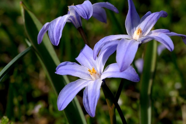 I fiori di primavera blu sbocciano primo piano