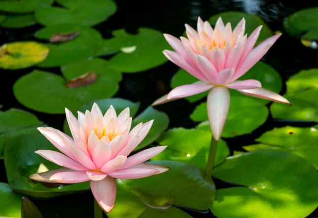 I fiori di rosa del loto o la ninfea fiorisce la fioritura sullo stagno. Dolce fiore Vista esterna