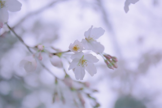 I fiori di Sakura stanno iniziando a sbocciare