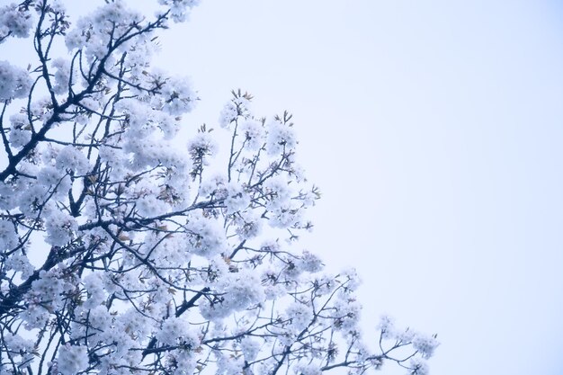 I fiori di Sakura stanno iniziando a sbocciare