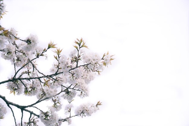 I fiori di Sakura stanno iniziando a sbocciare.